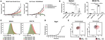 YAP Attenuates CD8 T Cell-Mediated Anti-tumor Response